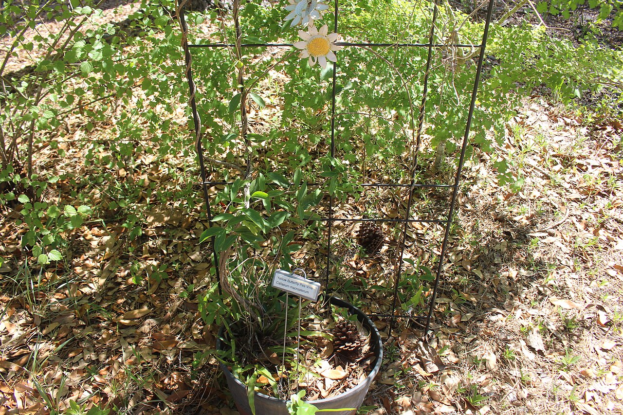Hillyhock: Hearthstone Botanical Gardens, Suwannee County, Florida