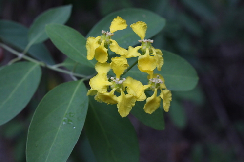 Hillyhock (Callaeum macropterum)