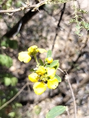 Hillyhock (Callaeum macropterum)