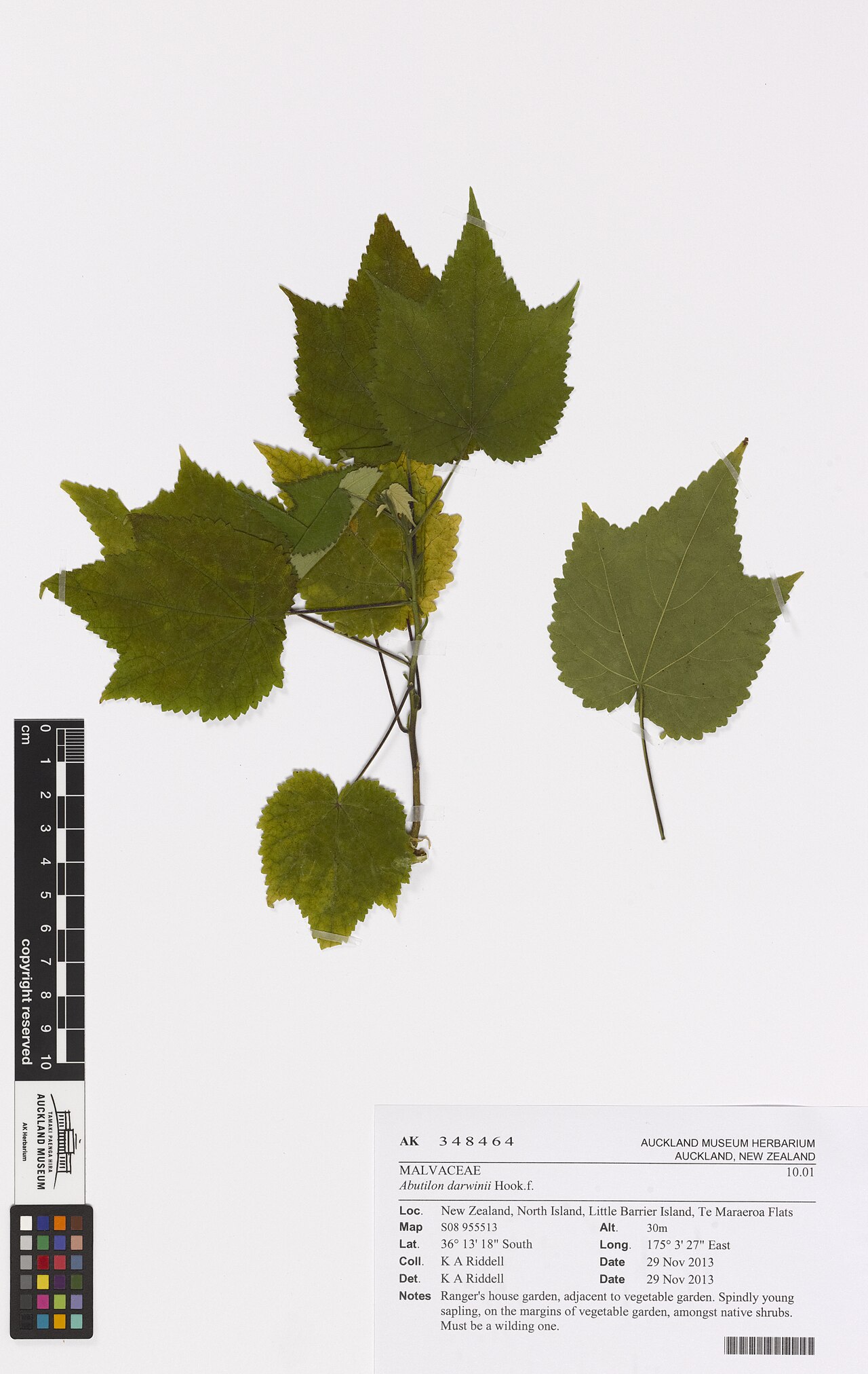 Callianthe darwinii (Callianthe darwinii)