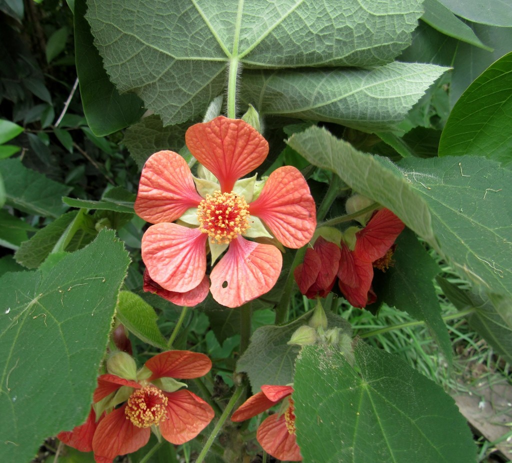 Callianthe darwinii (Callianthe darwinii)