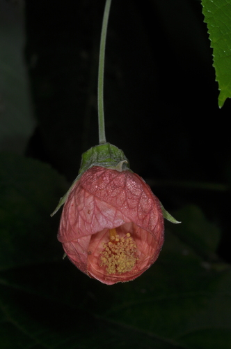 Callianthe jujuiensis (Callianthe jujuiensis)