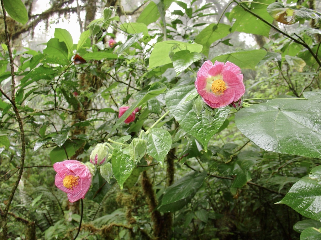 Callianthe jujuiensis (Callianthe jujuiensis)