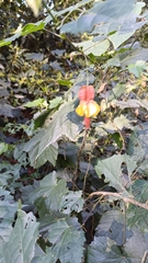 Trailing abutilon (Callianthe megapotamica)