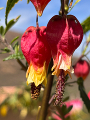 Trailing abutilon (Callianthe megapotamica)