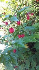 Trailing abutilon (Callianthe megapotamica)