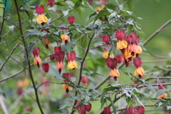 Trailing abutilon (Callianthe megapotamica)
