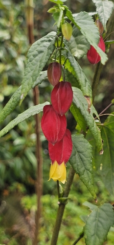 Trailing abutilon (Callianthe megapotamica)