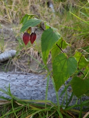 Trailing abutilon (Callianthe megapotamica)