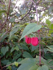 Trailing abutilon (Callianthe megapotamica)