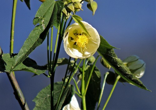 Callianthe nivea (Callianthe nivea)