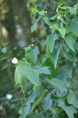 Callianthe nivea (Callianthe nivea)
