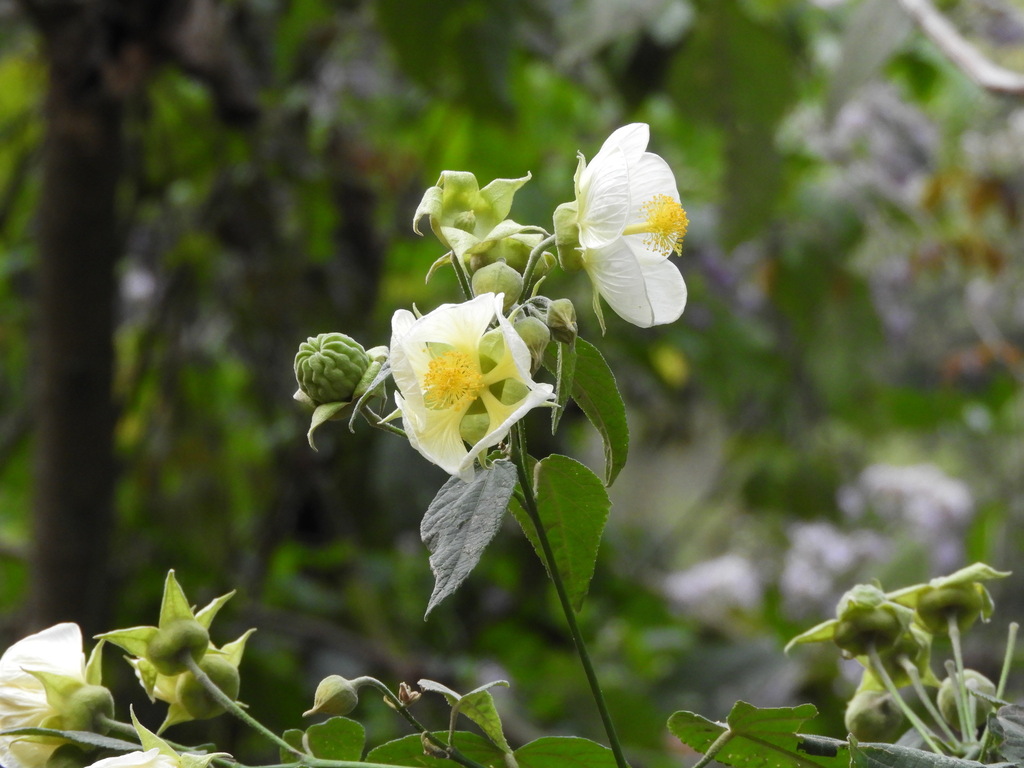 Callianthe nivea (Callianthe nivea)