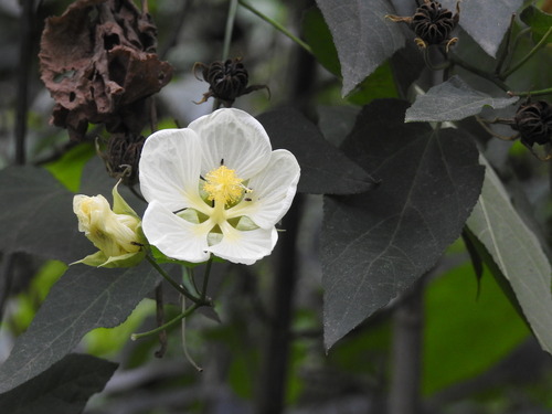 Callianthe nivea (Callianthe nivea)