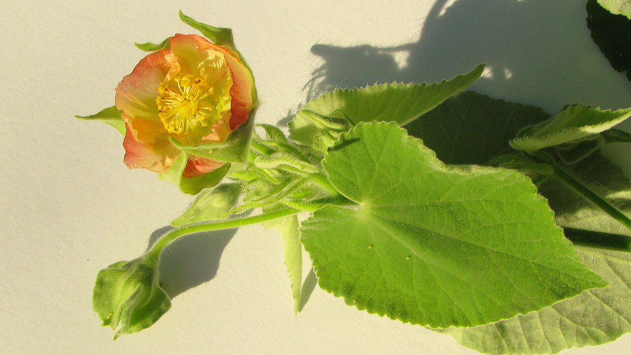 Callianthe pauciflora: Abutilon pauciflorum A.St.-Hil.