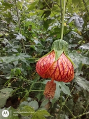 Callianthe picta (Callianthe picta)