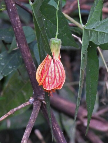Callianthe picta (Callianthe picta)