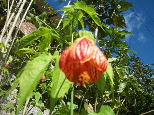 Callianthe picta (Callianthe picta)