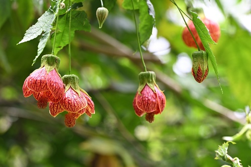 Callianthe picta (Callianthe picta)