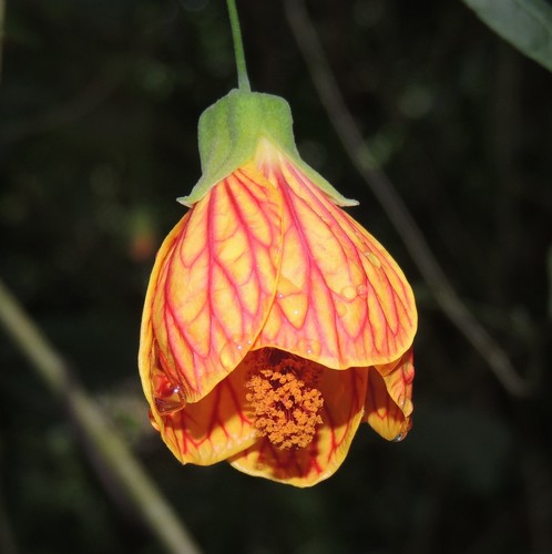 Callianthe picta (Callianthe picta)