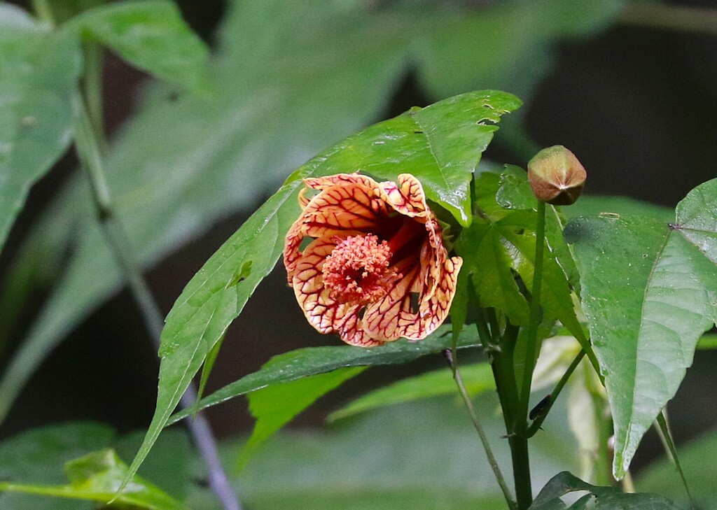 Callianthe picta (Callianthe picta)