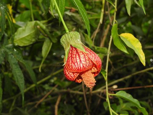 Callianthe picta (Callianthe picta)