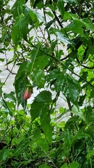 Callianthe picta (Callianthe picta)