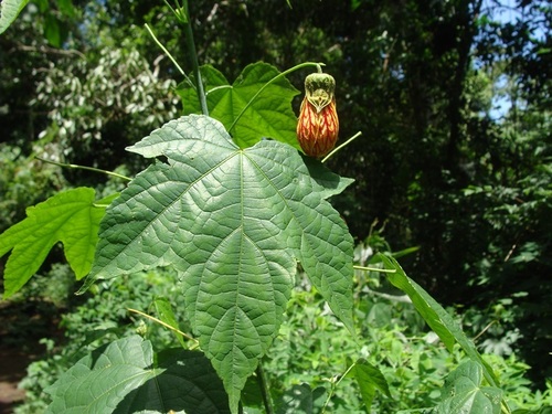 Callianthe picta (Callianthe picta)