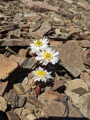 Callianthemoides semiverticillata (Callianthemoides semiverticillata)