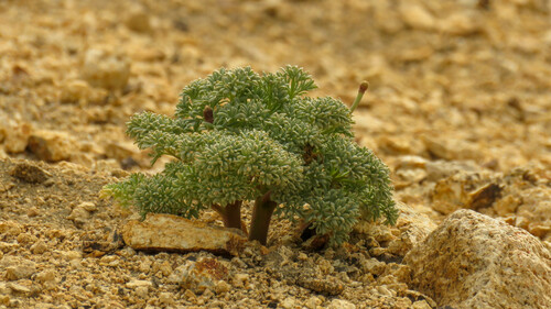 Callianthemoides semiverticillata (Callianthemoides semiverticillata)