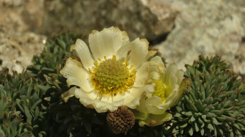 Callianthemoides semiverticillata (Callianthemoides semiverticillata)