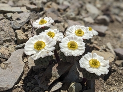 Callianthemoides semiverticillata (Callianthemoides semiverticillata)