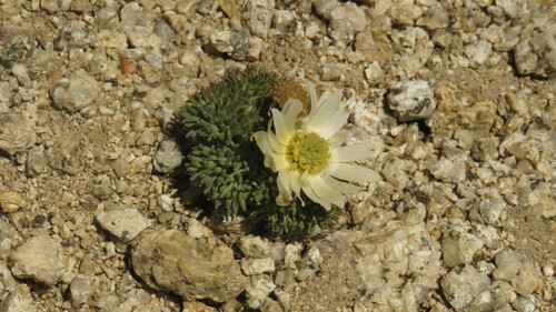 Callianthemoides semiverticillata (Callianthemoides semiverticillata)