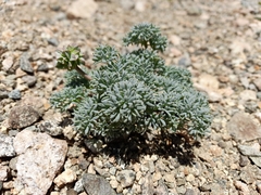 Callianthemoides semiverticillata (Callianthemoides semiverticillata)