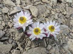Callianthemoides semiverticillata (Callianthemoides semiverticillata)