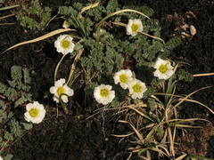 Callianthemum alatavicum (Callianthemum alatavicum)