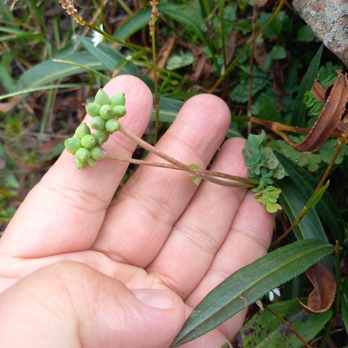 Callianthemum alatavicum (Callianthemum alatavicum)