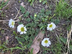 Callianthemum alatavicum (Callianthemum alatavicum)