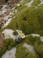 Callianthemum alatavicum (Callianthemum alatavicum)