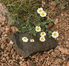 Callianthemum alatavicum (Callianthemum alatavicum)
