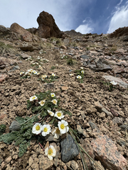 Callianthemum alatavicum (Callianthemum alatavicum)