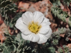 Callianthemum alatavicum (Callianthemum alatavicum)