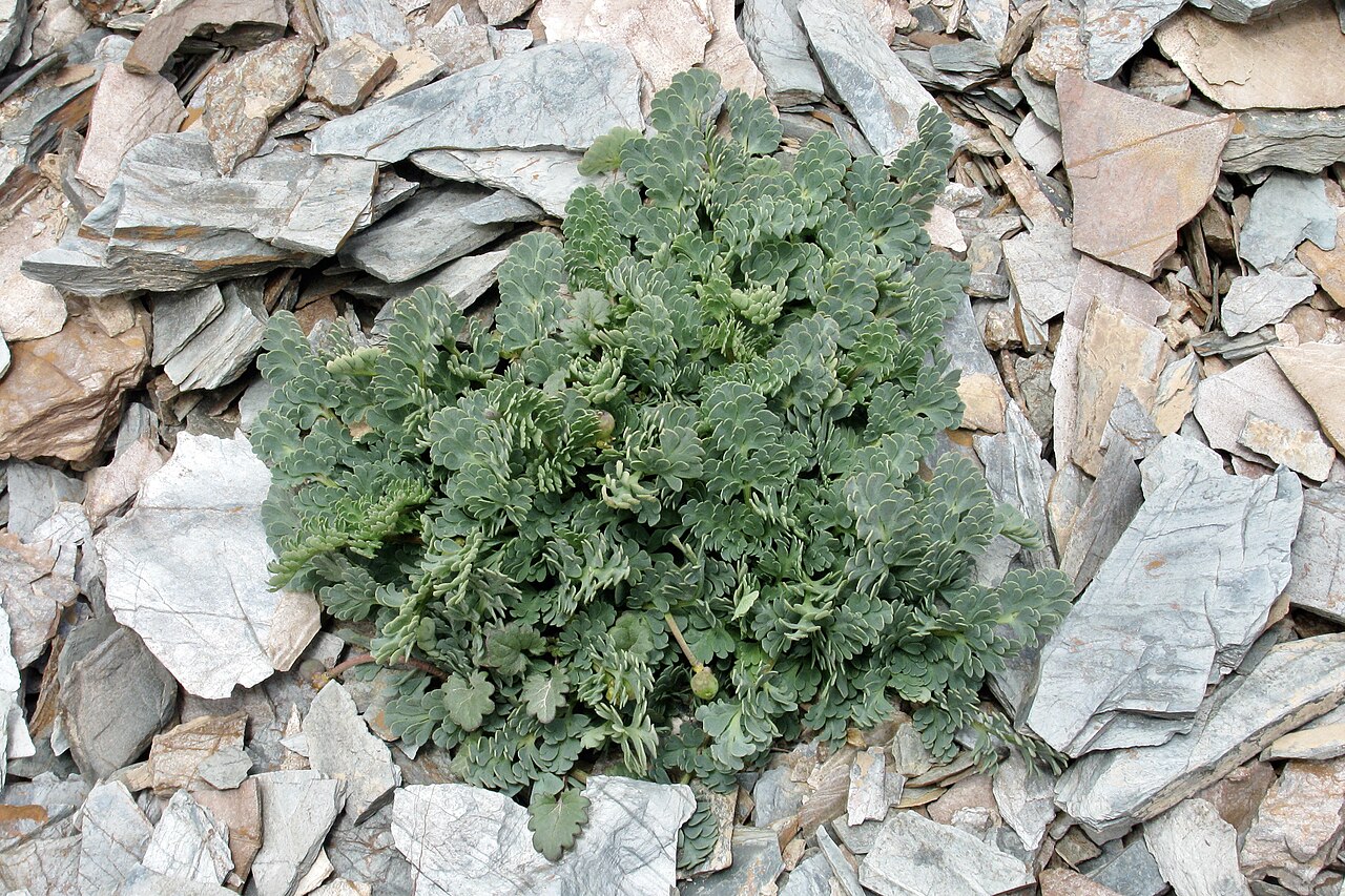Callianthemum alatavicum: Kyrgyzstan, Close to Bedel Pass, 3800 m.