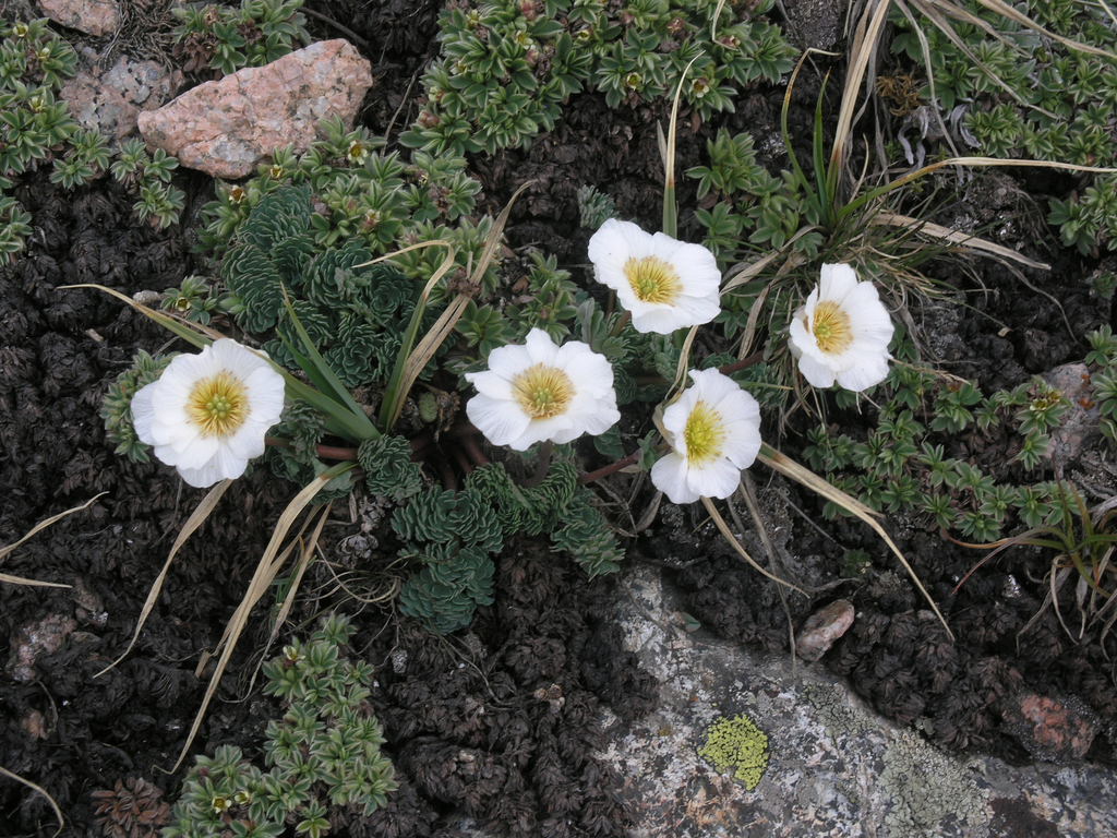 Callianthemum alatavicum (Callianthemum alatavicum)