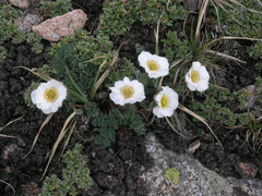 Callianthemum alatavicum (Callianthemum alatavicum)