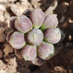 Callianthemum alatavicum (Callianthemum alatavicum)