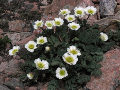 Callianthemum alatavicum (Callianthemum alatavicum)