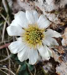 Callianthemum alatavicum (Callianthemum alatavicum)