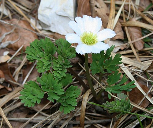 Callianthemum anemonoides: Windröschen-Schmuckblümchen ( Callianthemum anemonoides ), Hahnenfußgewächse (Ranunculaceae) - Österreich/Austria/Autriche: Steiermark, Ennstaler Alpen, Spitzen