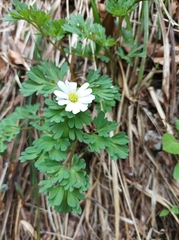 Callianthemum anemonoides (Callianthemum anemonoides)